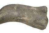 Fossil Hadrosaur (Maiasaura) Left Humerus Bone - Montana #214275-9